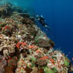 Korallen Tauchschiff Komodo Aggressor