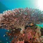 Koralle Tauchsafariyacht Komodo Aggressor