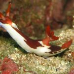 Nacktkiemer Tauchsafariboot Komodo Aggressor