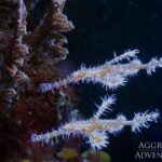 Schmuck-Geisterpfeiffenfisch Tauchsafarischiff Komodo Aggressor