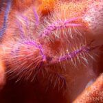 Schwamm-Springkrebs Safariyacht Komodo Aggressor