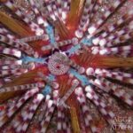 Seeigel Safariboot Komodo Aggressor