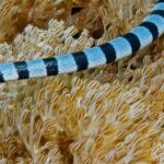 Seeschlange Safarischiff Komodo Aggressor