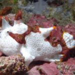 Warzen-Anglerfisch Tauchboot Komodo Aggressor