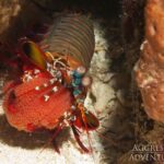 Clown-Fangschreckenkrebs Safariboot Komodo Aggressor