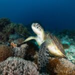 Meeresschildkröte Safariyacht Komodo Aggressor