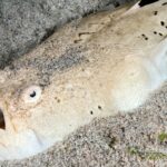 Himmelsgucker Tauchyacht Komodo Aggressor