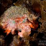 Anemonen-Einsiedlerkrebs Tauchschiff Komodo Aggressor