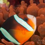 Anemonenfisch Tauchsafarischiff Komodo Aggressor