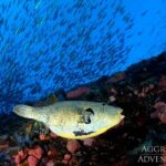 Fischschwarm Tauchschiff Komodo Aggressor