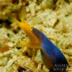 Geistermuräne Safariyacht Komodo Aggressor