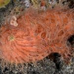 Gestreifter-Anglerfisch Tauchsafariyacht Komodo Aggressor