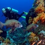 Harlekin-Süßlippe Safariyacht Komodo Aggressor