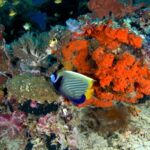 Imperator-Kaiserfisch Safariboot Komodo Aggressor