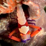 Imperatorgarnele Tauchsafarischiff Komodo Aggressor