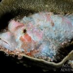 Kleiner-Drachenkopf Tauchboot Komodo Aggressor