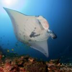 Mantarochen Tauchsafariyacht Komodo Aggressor