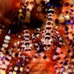 Partnergarnelen Safarischiff Komodo Aggressor