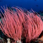 Peitschenkoralle Tauchyacht Komodo Aggressor