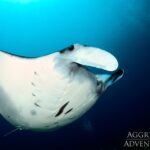 Rochen Tauchboot Komodo Aggressor