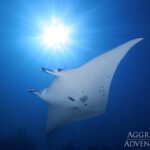 Rochen Tauchschiff Komodo Aggressor