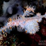 Schmuck-Geisterpfeiffenfisch Tauchboot Komodo Aggressor