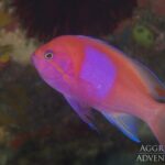 Seitenfleck-Fahnenbarsch Tauchschiff Komodo Aggressor