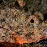 Skorpionsfisch Tauchsafariboot Komodo Aggressor