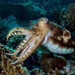 Tintenfisch Tauchsafariyacht Komodo Aggressor