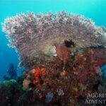 Korallen Tauchsafarischiff Komodo Aggressor