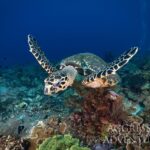 Meeresschildkröte Safariboot Komodo Aggressor