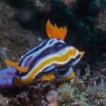 Nacktkiemer Safariboot Komodo Aggressor