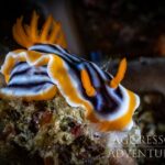 Nacktkiemer Safarischiff Komodo Aggressor