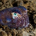 Prachtsepia Tauchsafariboot Komodo Aggressor