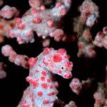 Pygmäenseepferchen Tauchyacht Komodo Aggressor