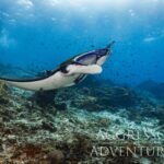 Rochen Tauchsafariboot Komodo Aggressor