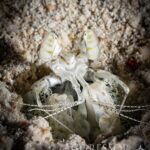 Weißer Fangschreckenkrebs Tauchyacht Komodo Aggressor