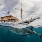Taucher und Walhai Tauchboot Komodo Aggressor