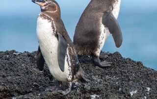 Galapagos Pinguine Tauchsafariboot Galapagos Sky