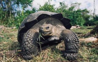 Landschildkröte Tauchboot Galapagos Sky