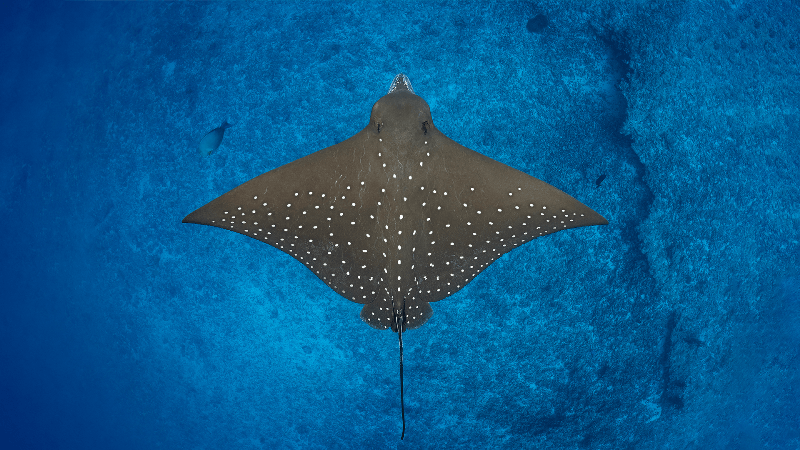uw-adlerrochen-black-manta