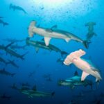 Hammerhaischule Tauchsafariyacht Galapagos Sky