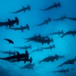 Hammerhai Schule Tauchsafariboot Galapagos Sky