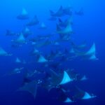 Mantarochen Schule Tauchsafarischiff Galapagos Sky