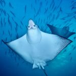 Mantas Safariyacht Galapagos Sky