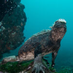 Meeresiguana Tauchsafariboot Galapagos Sky