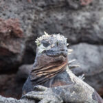 Meeresiguana Tauchsafarischiff Galapagos Sky