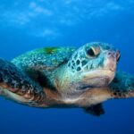 Meeresschildkröte Safariboot Galapagos Sky