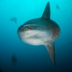Mola Mola Safarischiff Galapagos Sky