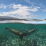 Seelöwe Tauchboot Galapagos Sky